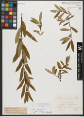 Foto von Salix triandra subsp. triandra L.